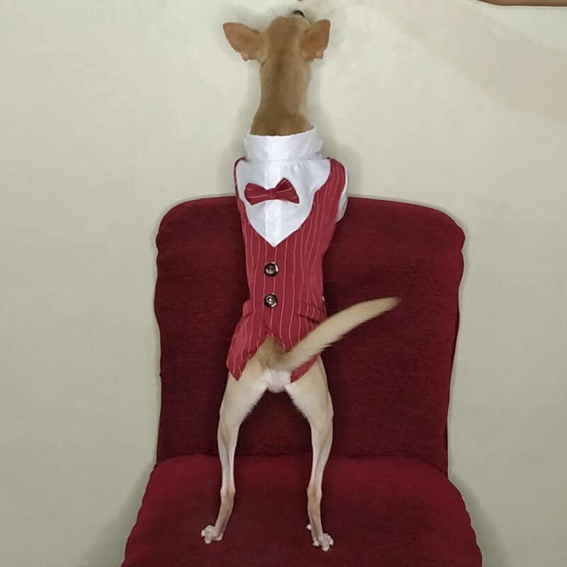 Gentleman Dog Clothes Wedding Suit Formal Shirt For Small Dogs Bowtie Tuxedo Pet Outfit Costume For Cats Spring And Summer Suits Gentleman Dog Clothes Wedding Suit Formal Shirt For Small Dogs Bowtie Tuxedo Pet Outfit Costume For Cats Spring And Summer Suits