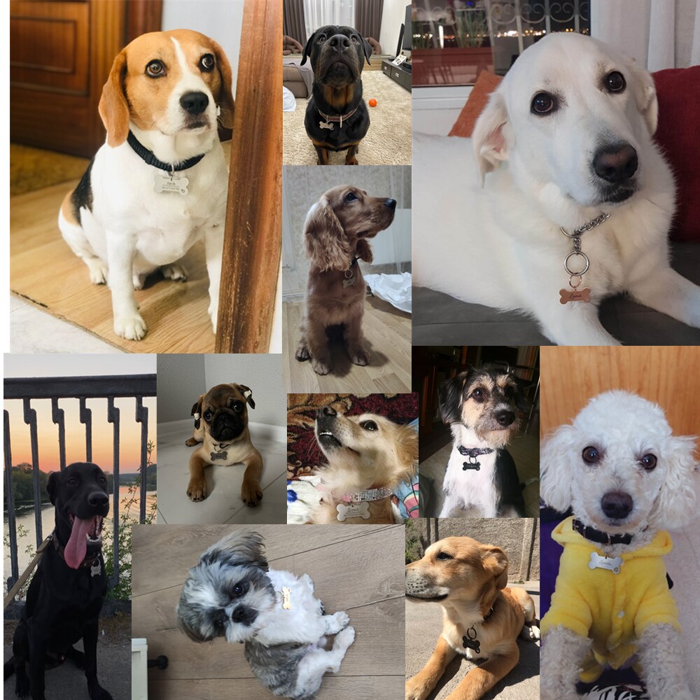 Personalized Pet ID Tag Keychain Engraved Pet ID Name for Cat Puppy Dog Collar Tag Pendant Keyring Bone Pet Accessories Personalized Pet ID Tag Keychain Engraved Pet ID Name for Cat Puppy Dog Collar Tag Pendant Keyring Bone Pet Accessories