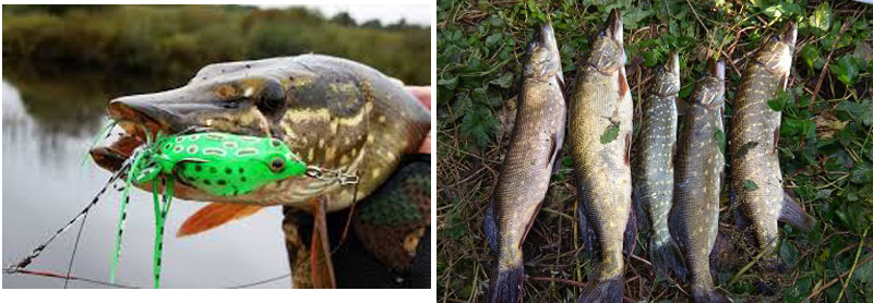 Aorace 5g-15g Frog Soft Fishing Lures Double Hooks Top water Ray Frog Artificial Minnow Crank Bait Silicone Artificial Wobbler